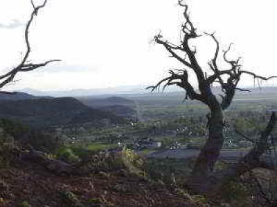 View of the valley between tree branches